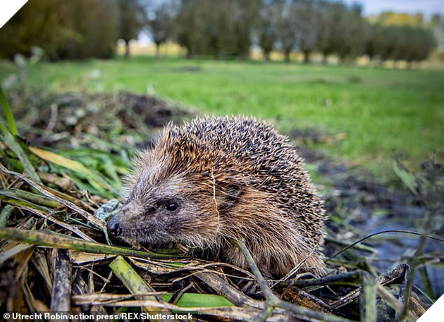 Dân Đức mất ngủ vì cứ đến đêm là lũ nhím lại ân ái om sòm