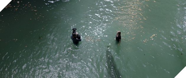 Khám phá 5 sự thật về loài cá sấu châu Mỹ trước khi xem Địa đạo cá sấu tử thần 2