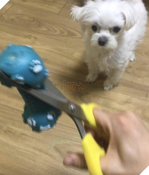 Tức giận chó cưng cắn nát AirPod, sen ngố ra tay dằn mặt khiến boss chỉ biết đứng hình 5 giây - Ảnh 2.