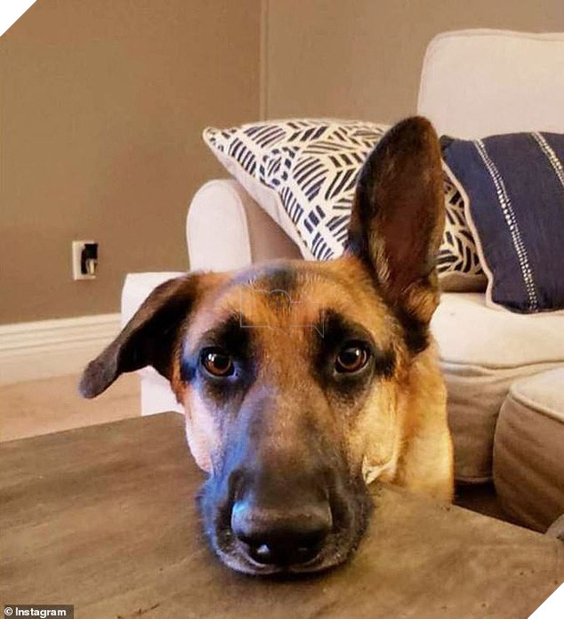 Cô chủ sắp sinh em bé liền bỏ rơi chú chó 3 tuổi, hình ảnh nó gầy rộc và suy sụp khiến ai cũng xót xa - Ảnh 4.