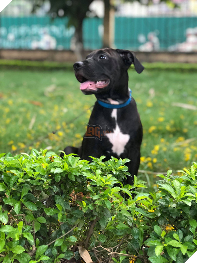 Chủ của ch&#250; ch&#243; trong clip h&#250;c đổ m&#226;m cơm đang hot nhất MXH: &quot;L&#250;c đấy thật sự ch&#225;n nhưng vẫn buồn cười&quot; - Ảnh 3.