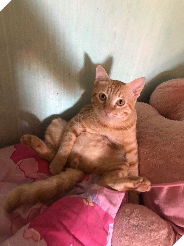 Chủ của ch&#250; ch&#243; trong clip h&#250;c đổ m&#226;m cơm đang hot nhất MXH: &quot;L&#250;c đấy thật sự ch&#225;n nhưng vẫn buồn cười&quot; - Ảnh 5.