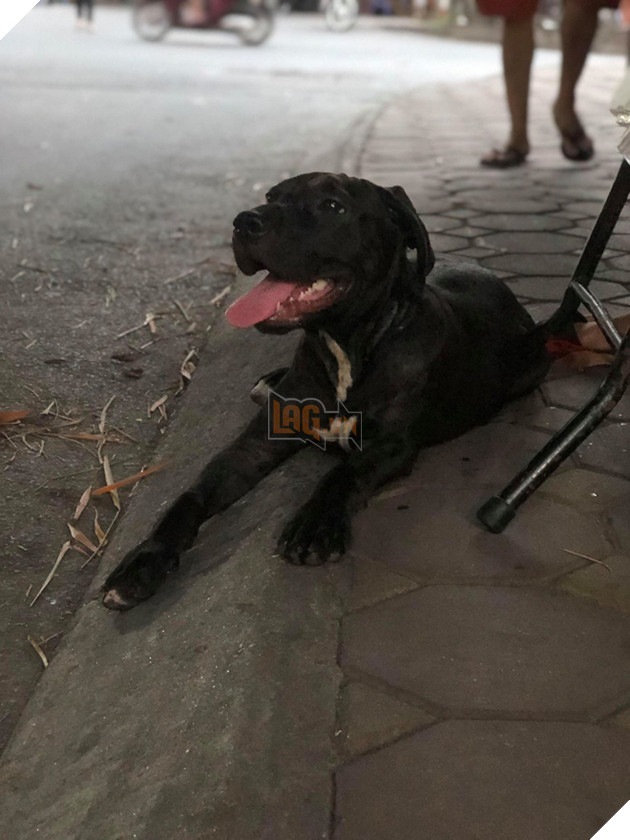 Chủ của ch&#250; ch&#243; trong clip h&#250;c đổ m&#226;m cơm đang hot nhất MXH: &quot;L&#250;c đấy thật sự ch&#225;n nhưng vẫn buồn cười&quot; - Ảnh 3.