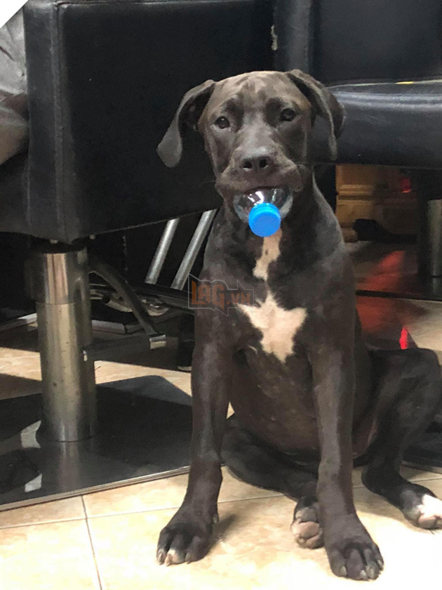 Chủ của ch&#250; ch&#243; trong clip h&#250;c đổ m&#226;m cơm đang hot nhất MXH: &quot;L&#250;c đấy thật sự ch&#225;n nhưng vẫn buồn cười&quot; - Ảnh 3.