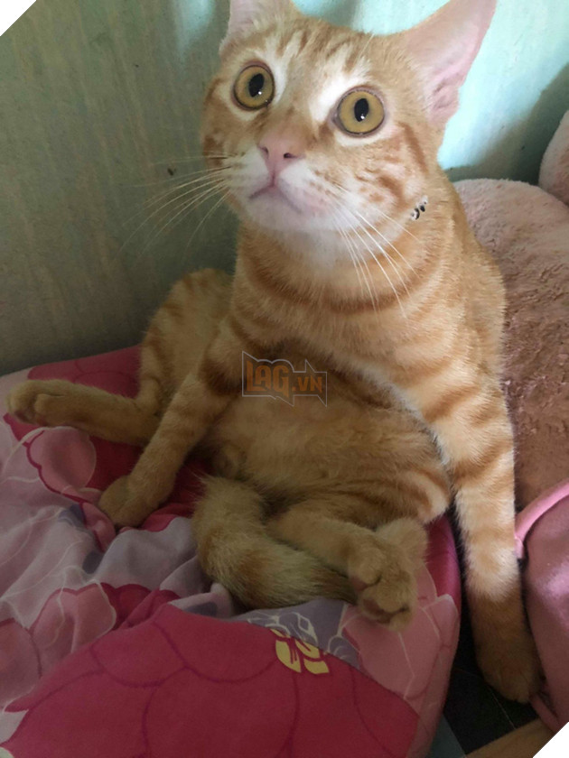 Chủ của ch&#250; ch&#243; trong clip h&#250;c đổ m&#226;m cơm đang hot nhất MXH: &quot;L&#250;c đấy thật sự ch&#225;n nhưng vẫn buồn cười&quot; - Ảnh 5.