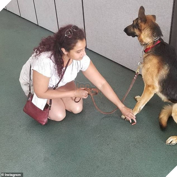 Cô chủ sắp sinh em bé liền bỏ rơi chú chó 3 tuổi, hình ảnh nó gầy rộc và suy sụp khiến ai cũng xót xa - Ảnh 3.