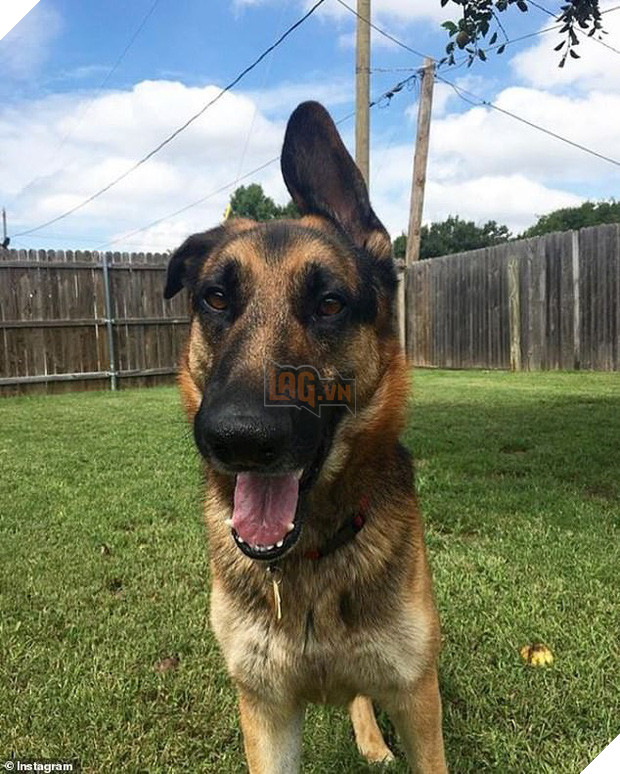 Cô chủ sắp sinh em bé liền bỏ rơi chú chó 3 tuổi, hình ảnh nó gầy rộc và suy sụp khiến ai cũng xót xa - Ảnh 5.