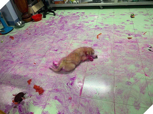 Chỉ v&#236; qu&#234;n đậy giỏ tr&#225;i c&#226;y, thanh ni&#234;n bị 2 boss ng&#225;o nhuộm t&#237;m lịm tanh b&#224;nh cả căn nh&#224; như hiện trường vụ &#225;n - Ảnh 1.