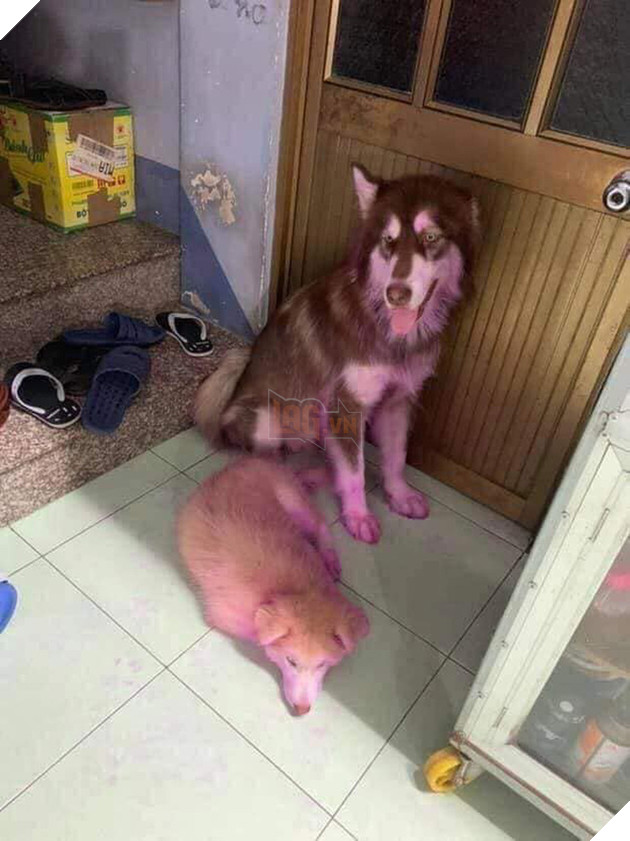 Chỉ v&#236; qu&#234;n đậy giỏ tr&#225;i c&#226;y, thanh ni&#234;n bị 2 boss ng&#225;o nhuộm t&#237;m lịm tanh b&#224;nh cả căn nh&#224; như hiện trường vụ &#225;n - Ảnh 3.