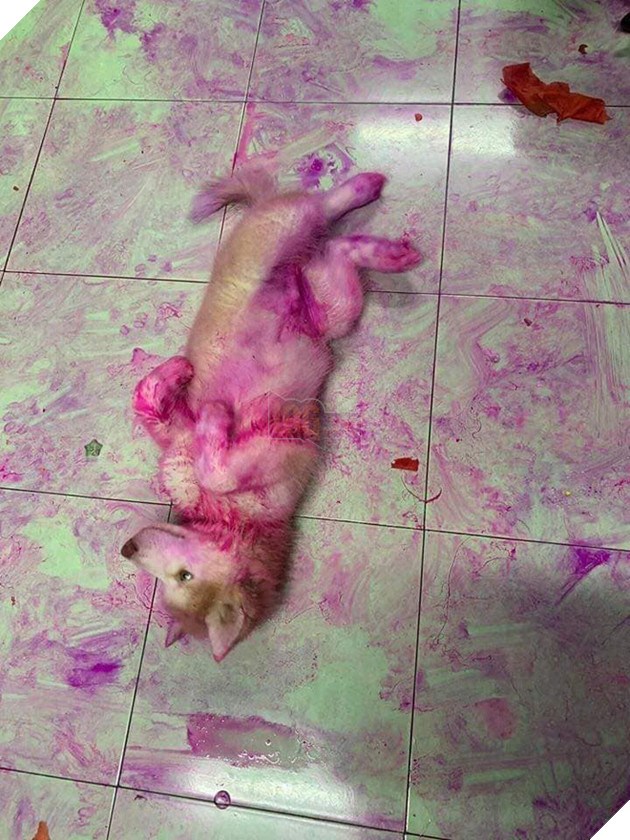 Chỉ v&#236; qu&#234;n đậy giỏ tr&#225;i c&#226;y, thanh ni&#234;n bị 2 boss ng&#225;o nhuộm t&#237;m lịm tanh b&#224;nh cả căn nh&#224; như hiện trường vụ &#225;n - Ảnh 1.