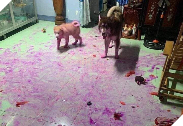 Chỉ vì quên đậy giỏ trái cây, thanh niên bị 2 boss ngáo nhuộm tím lịm tanh bành cả căn nhà như hiện trường vụ án - Ảnh 2.