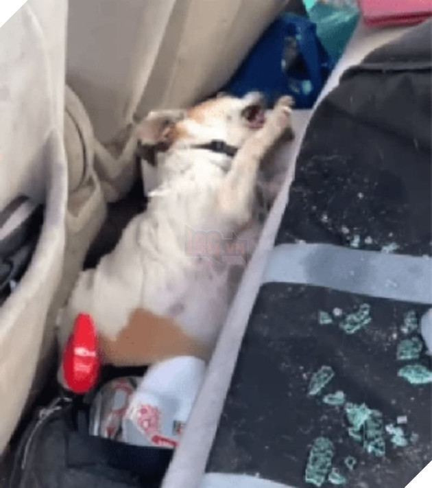  
Chú chó bị co giật lúc được cảnh sát tìm thấy.