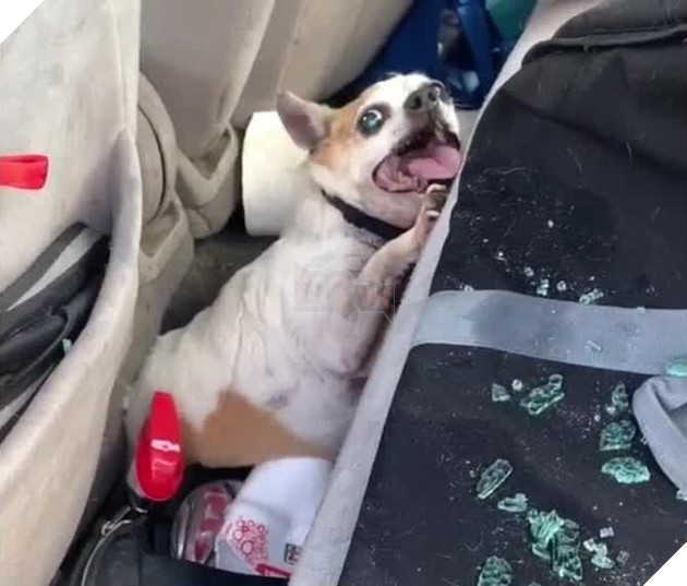  
Pedro thậm chí không thể thở khi nhìn thấy người lạ.