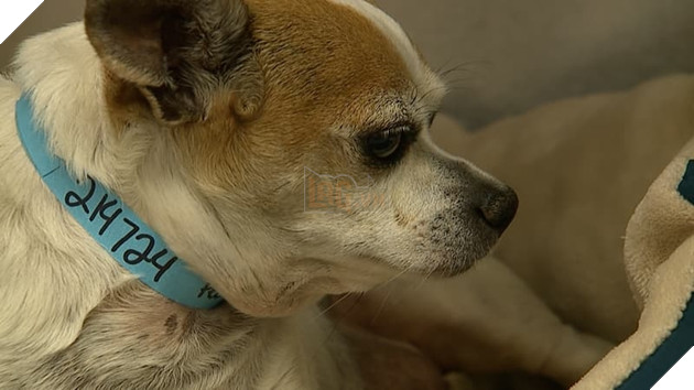  
Hiện tại sức khỏe của Pedro đã dần hồi phục.