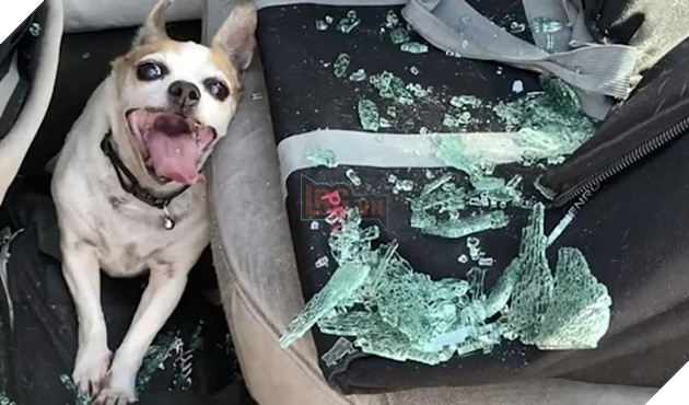  
Pedro đã bị nhốt trong xe suốt một tiếng đồng hồ khi nhiệt độ đang là 50oC.