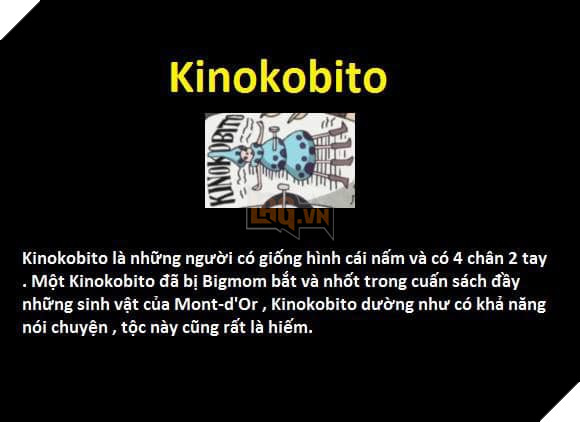 Tổng hợp những chủng tộc từng xuất hiện trong One Piece từ trước đến nay 24