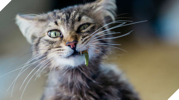 Vì sao mèo là loài ăn thịt mà vẫn thích... gặm cỏ? Bí ẩn nay đã có lời giải - Ảnh 2.