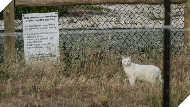 Chỉ một con mèo thiến đơn độc cũng có thể thảm sát toàn bộ hệ sinh thái - Ảnh 1.