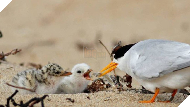 Chỉ một con mèo thiến đơn độc cũng có thể thảm sát toàn bộ hệ sinh thái - Ảnh 2.