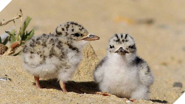 Chỉ một con mèo thiến đơn độc cũng có thể thảm sát toàn bộ hệ sinh thái - Ảnh 3.