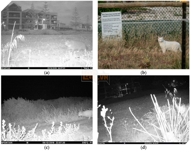 Chỉ một con mèo thiến đơn độc cũng có thể thảm sát toàn bộ hệ sinh thái - Ảnh 4.