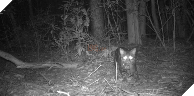 Chỉ một con mèo thiến đơn độc cũng có thể thảm sát toàn bộ hệ sinh thái - Ảnh 5.