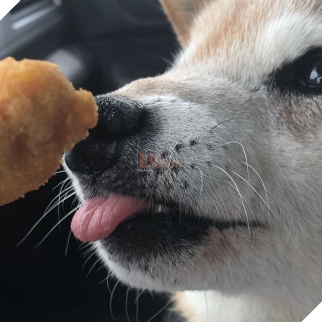  
Món ăn ưa thích nhất của chú ta là pizza và thịt gà tẩm bột chiên.