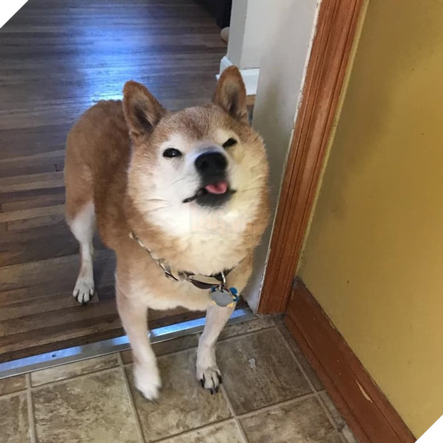  
Chester được yêu thương khi sống với người chủ mới Kirby, nó thích được dẫn ra ngoài đi dạo, và nếu phải ở trong nhà thì nó là một chú chó rất ngoan.