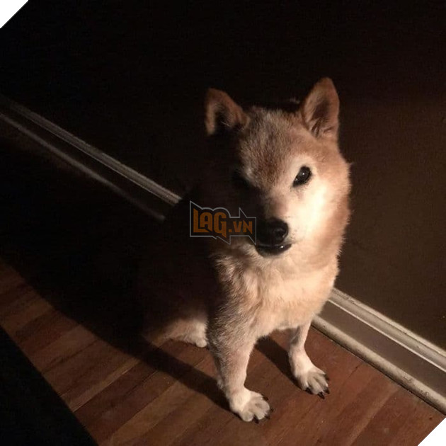  
Chester đang sống cùng người chủ của mình là Kirby Kaufman, và tất nhiên mỗi lần được "con sen" dẫn đi chơi, nó luôn trở thành tâm điểm của mọi sự chú ý.