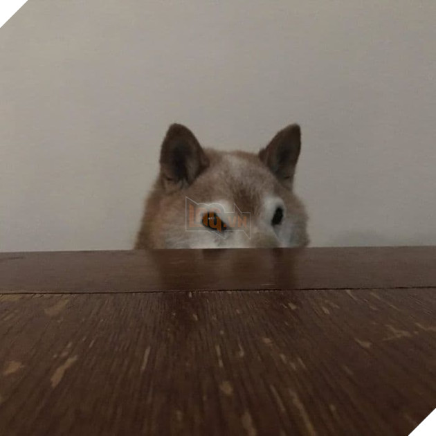  
Sau nhiều lần bị bỏ rơi, Chester trở nên khó tính và gặp nhiều vấn đề về tính cách, nhất là khi nó đã là một chú chó già mất rồi.