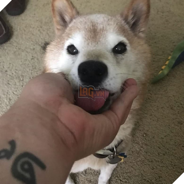  
Tất nhiên ngoài vẻ mặt khó tính ra thì Chester vẫn là một chú chó rất đáng yêu, thích được cưng nựng và chỉ để cho người nó thật sự tin tưởng chạm vào mà thôi.