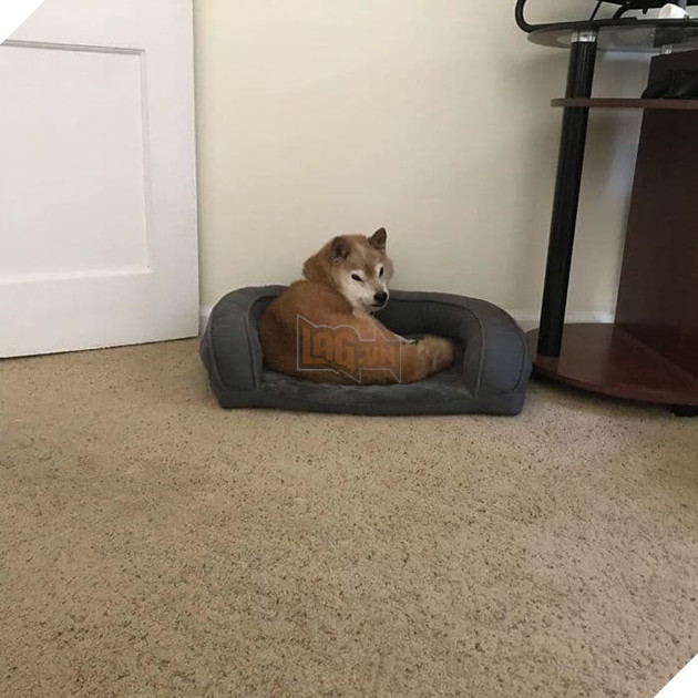  
Vào năm 2017, Chester được Kirby nhận nuôi từ một trung tâm cứu trợ vật nuôi ở thành phố Omaha, tiểu bang Nebraska, Hoa Kỳ, lúc đó nó đã 10 tuổi.