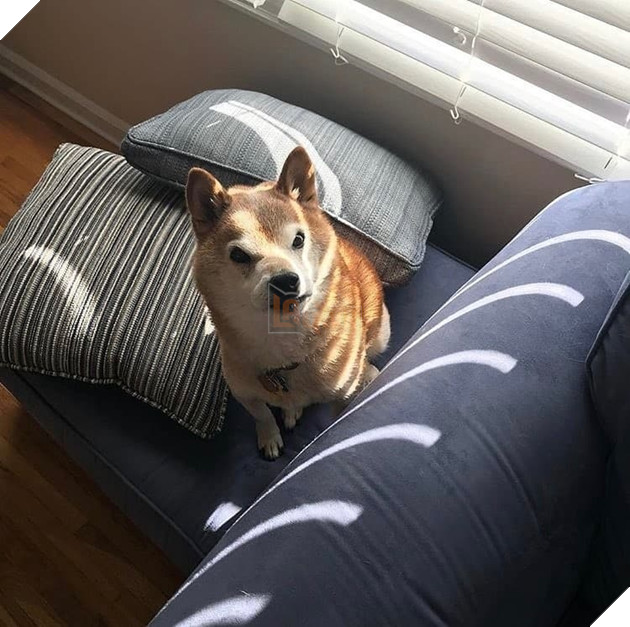  
Chester được "trời phú" cho một vẻ mặt cáu kỉnh tự nhiên, ngay cả khi nó đang vô cùng thoải mái và vui vẻ, không bị ai chọc giận.