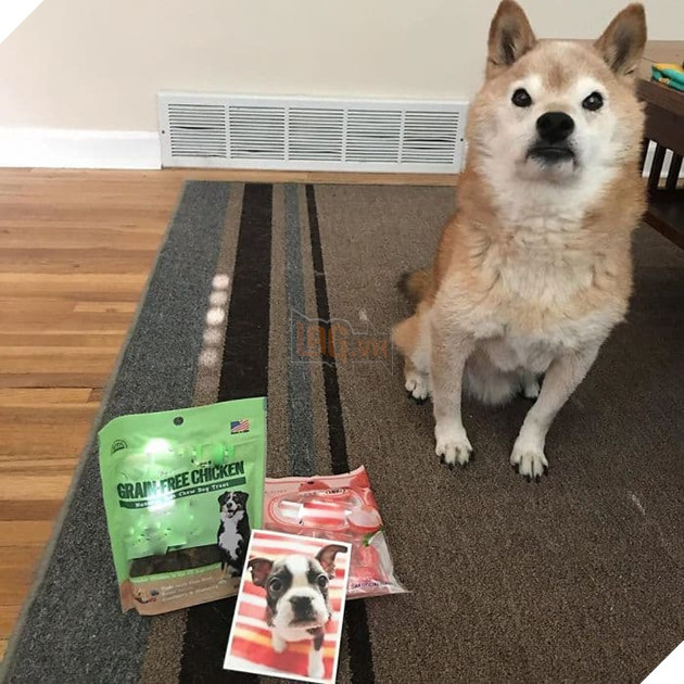  
Nếu Chester thích ăn một món nào đó mà không được đáp ứng thì nó sẽ làm ra vẻ mặt như thế này đây, tất nhiên là nó chỉ đang làm bộ làm tịch thôi chứ không phải không cau có giận dữ gì đâu.