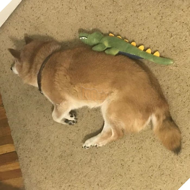  
Tưởng đâu cuộc sống của Chester sẽ trở nên yên bình sau khi nó được một người phụ nữ nhận nuôi, nhưng chẳng bao lâu sau người chủ mới này đem nó trả lại trung tâm vì nó không chịu chơi đùa với cô ta.