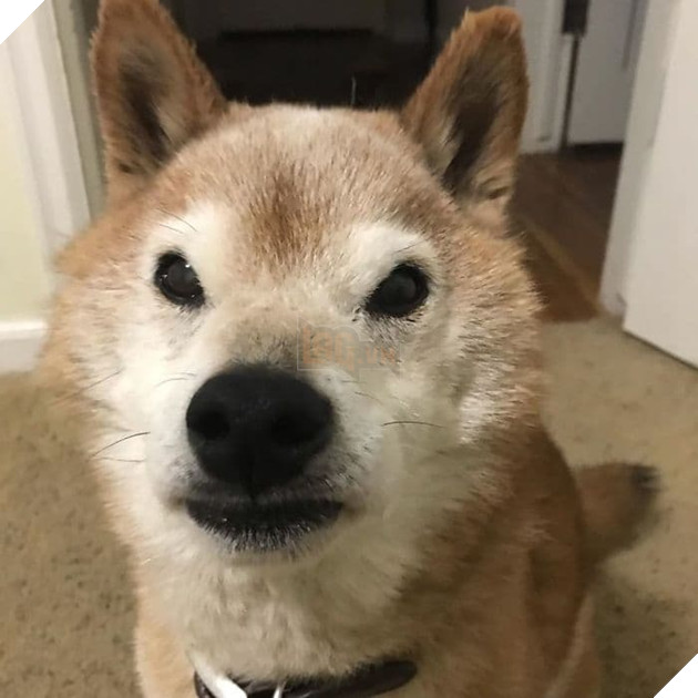  
Nó có thể tỉnh giấc vào giữa đêm nếu ngửi thấy mùi đồ ăn hoặc nghe tiếng túi đồ ăn kêu sột soạt.