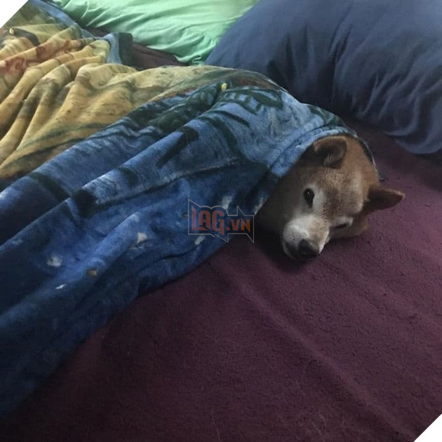  
Nó đã bị lạc mất chủ vào một ngày mùa đông rét buốt, sau đó nó được người ta tìm thấy đang đi lang thang rồi được đưa vào trung tâm cứu trợ.