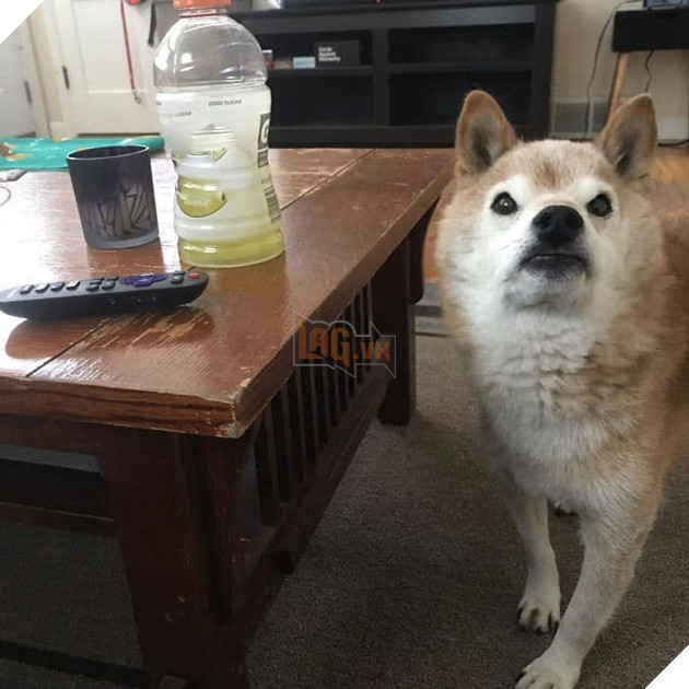  
Các bạn của Kirby luôn hỏi rằng vì sao chú chó này lại trông giận dữ đến như thế, nhiều người còn lầm tưởng nó là một con cáo.