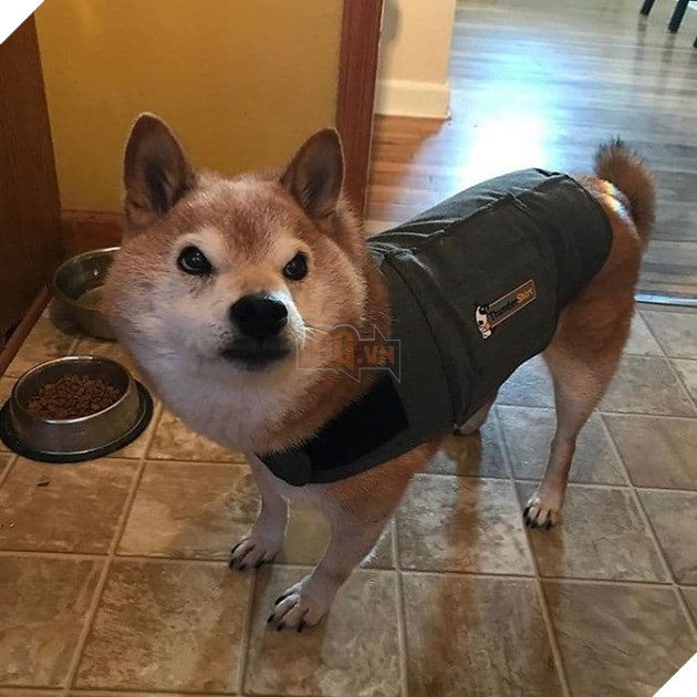  
Vào ngày 01/09/2019 sắp tới, Chester sẽ được 13 tuổi, nếu tính theo tuổi người thì nó đã là một ông cụ 68 tuổi rồi đấy.