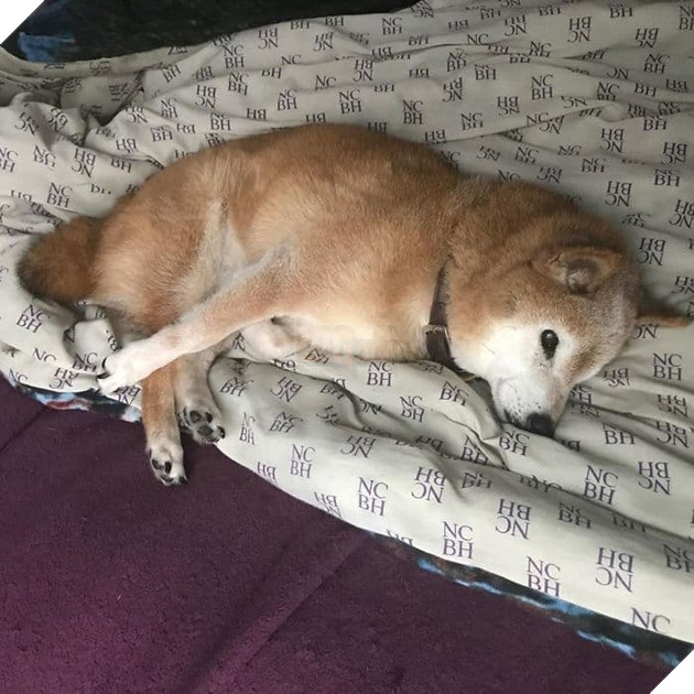  
Thế nhưng ít ai biết rằng đằng sau vẻ mặt khó tính ấy, Chester đã trải qua những tháng ngày cô đơn vì bị chính những người chủ của mình bỏ rơi và hắt hủi.