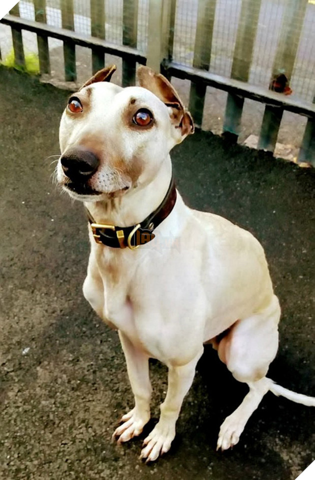 900 ng&#224;y c&#244; đơn mỏi m&#242;n chờ đợi người chủ định mệnh của ch&#250; ch&#243; bất hạnh từng 3 lần bị bỏ rơi - Ảnh 2.