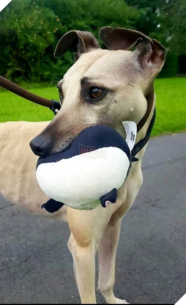 900 ng&#224;y c&#244; đơn mỏi m&#242;n chờ đợi người chủ định mệnh của ch&#250; ch&#243; bất hạnh từng 3 lần bị bỏ rơi - Ảnh 2.