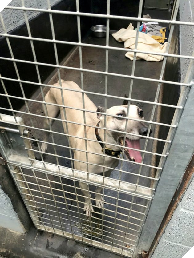 900 ng&#224;y c&#244; đơn mỏi m&#242;n chờ đợi người chủ định mệnh của ch&#250; ch&#243; bất hạnh từng 3 lần bị bỏ rơi - Ảnh 2.