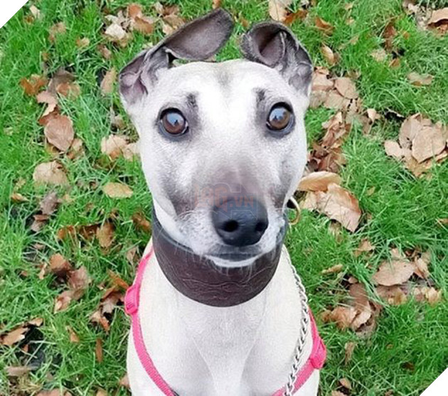 900 ng&#224;y c&#244; đơn mỏi m&#242;n chờ đợi người chủ định mệnh của ch&#250; ch&#243; bất hạnh từng 3 lần bị bỏ rơi - Ảnh 1.