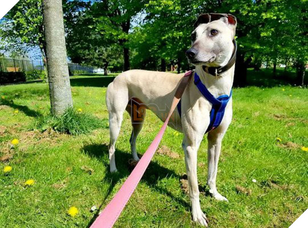 900 ng&#224;y c&#244; đơn mỏi m&#242;n chờ đợi người chủ định mệnh của ch&#250; ch&#243; bất hạnh từng 3 lần bị bỏ rơi - Ảnh 1.