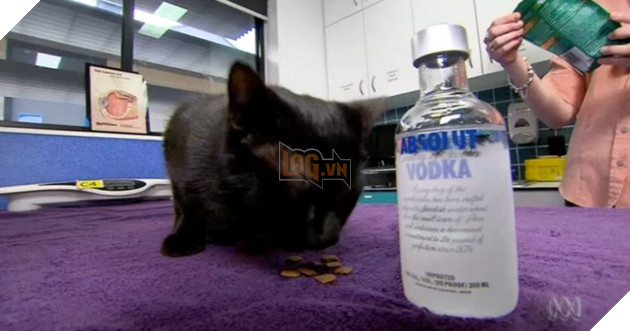 Chú mèo bị ngộ độc thuốc được giải cứu kịp thời nhờ vào … rượu Vodka