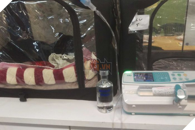 Chú mèo bị ngộ độc thuốc được giải cứu kịp thời nhờ vào … rượu Vodka 2