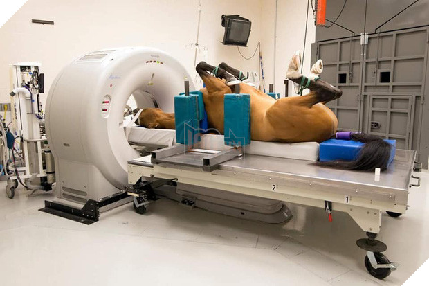 Khi bé Na và bạn bè đi chụp CT: Máu mặt như chúa sơn lâm hay nguy hiểm như báo cũng phải cúp đuôi ngoan ngoãn nghe lời bác sĩ 16