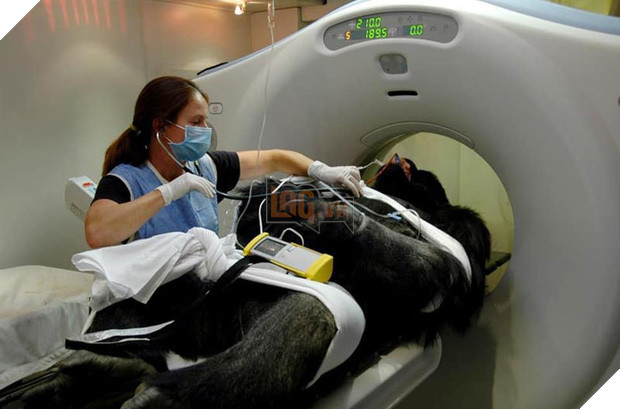 Khi bé Na và bạn bè đi chụp CT: Máu mặt như chúa sơn lâm hay nguy hiểm như báo cũng phải cúp đuôi ngoan ngoãn nghe lời bác sĩ 15