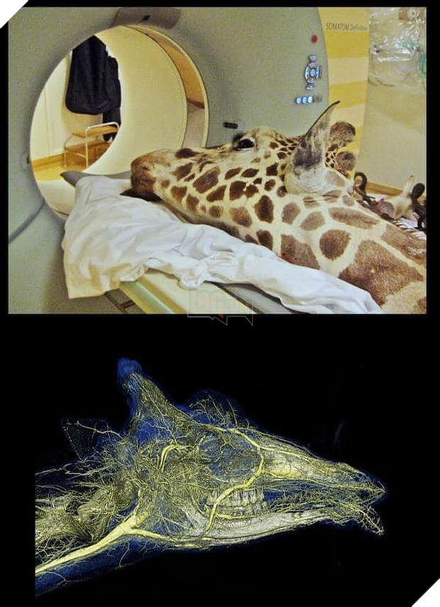 Khi bé Na và bạn bè đi chụp CT: Máu mặt như chúa sơn lâm hay nguy hiểm như báo cũng phải cúp đuôi ngoan ngoãn nghe lời bác sĩ 14